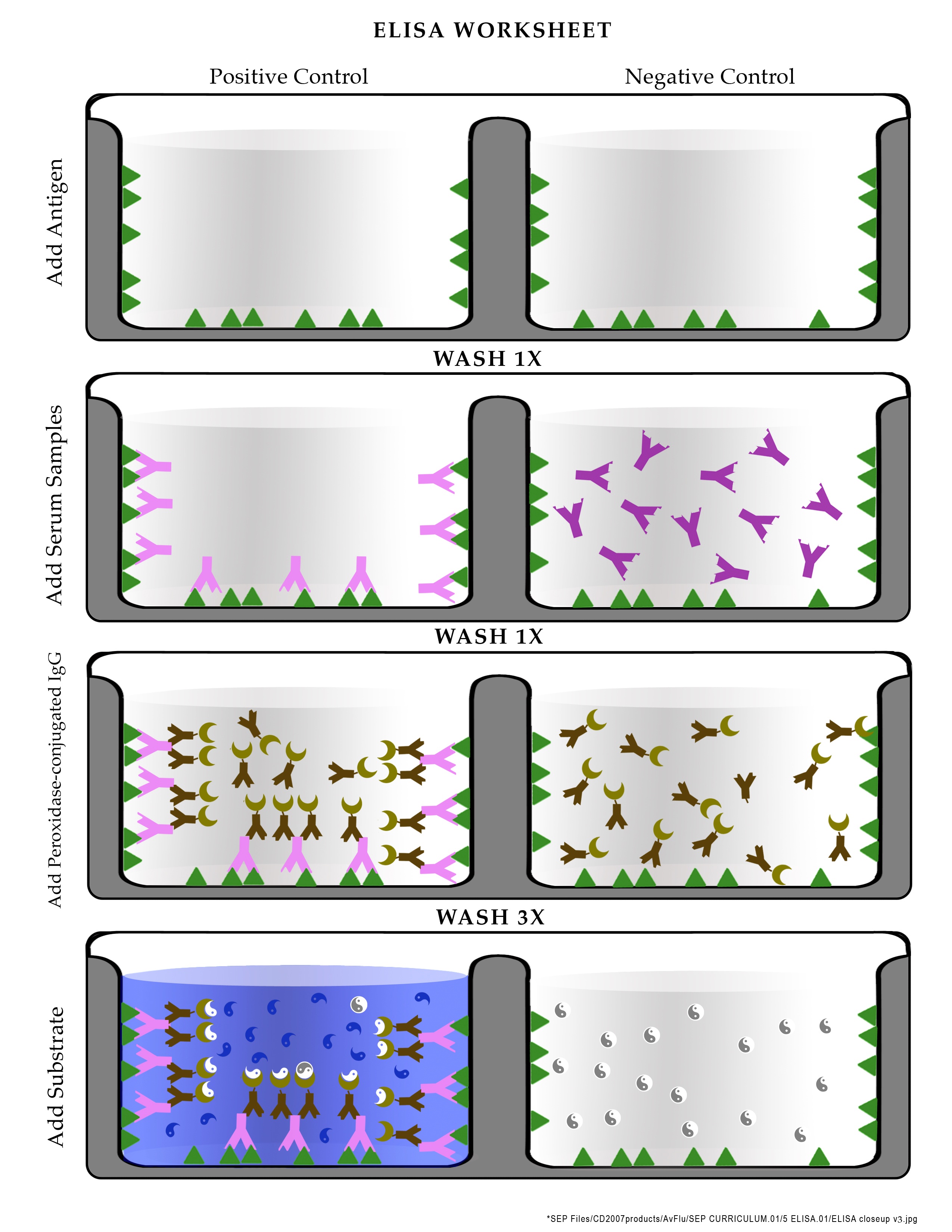 hhmi biointeractive virus explorer - student handout answers